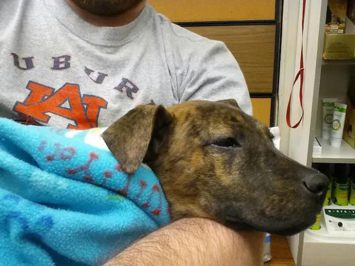 Apollo Animal Hospital PC Picture 4