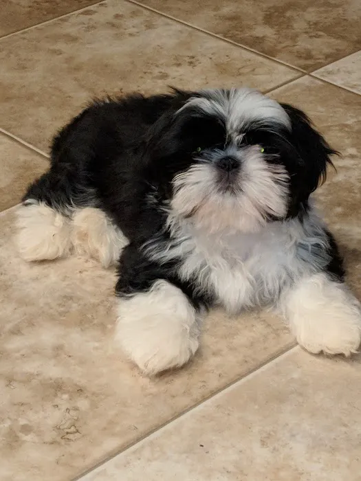 Apollo Animal Hospital PC Picture 9
