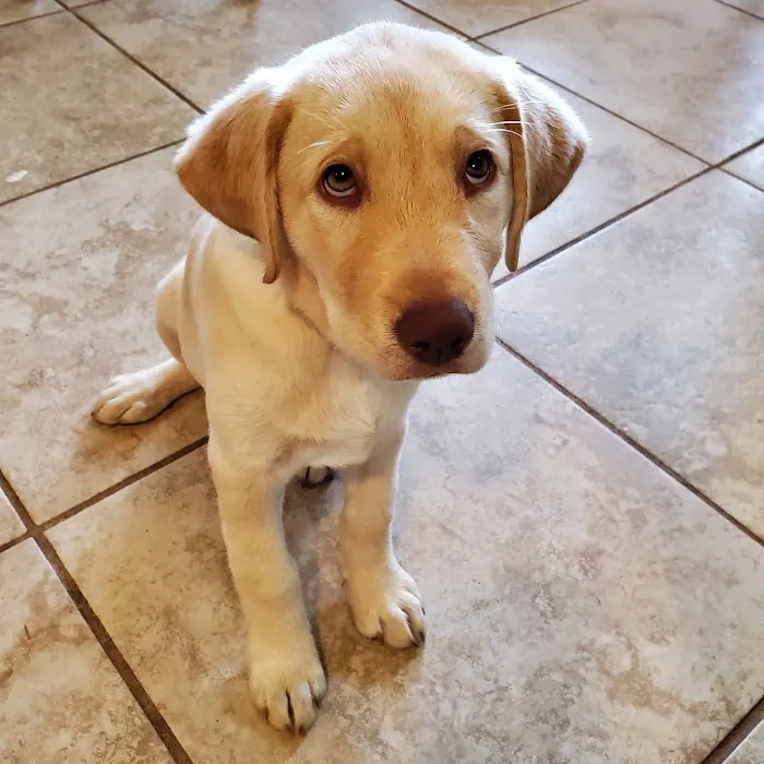 Apollo Animal Hospital PC Picture 10