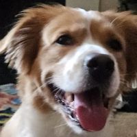 Banfield Pet Hospital ico