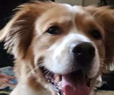 Banfield Pet Hospital