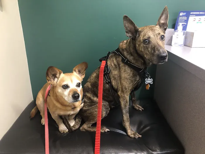 Valley Animal Hospital & Pet Resort Picture 1
