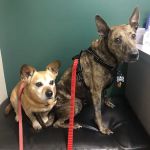 Valley Animal Hospital & Pet Resort