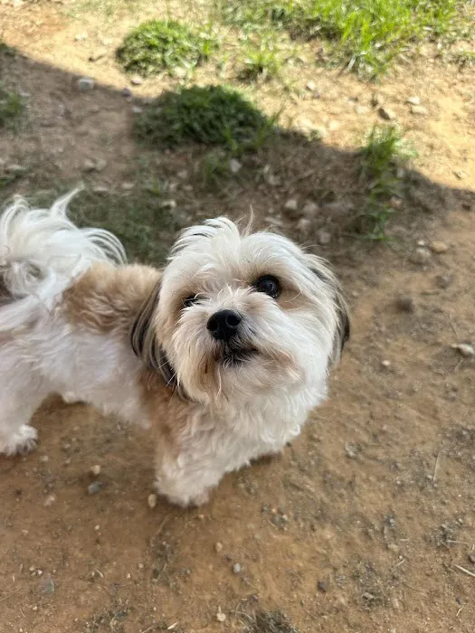 Valley Animal Hospital & Pet Resort Picture 2