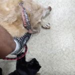 Aero City Animal Hospital