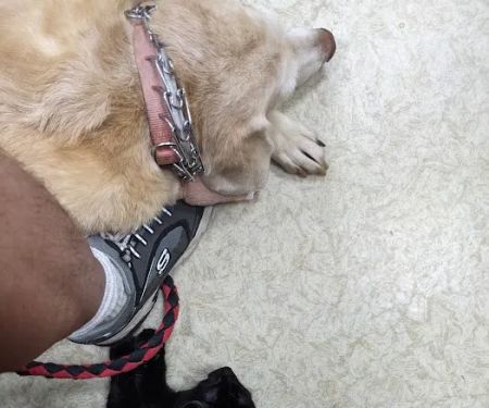 Aero City Animal Hospital
