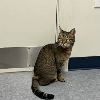 Southpaw Animal Clinic of Madison ico
