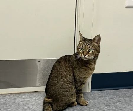 Southpaw Animal Clinic of Madison