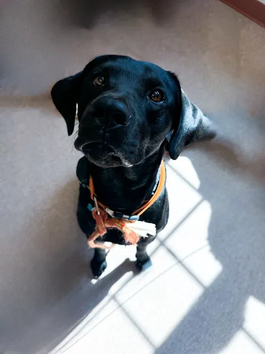 Southpaw Animal Clinic of Madison Picture 3
