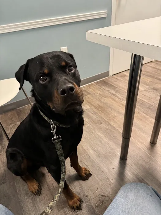 easyvet Veterinarian Madison Picture 3