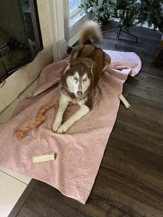 easyvet Veterinarian Madison Picture 9