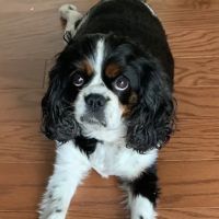 Northside Animal Hospital ico