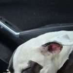 Shoal Creek Animal Hospital