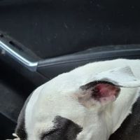 Shoal Creek Animal Hospital ico