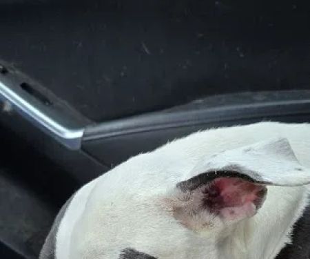 Shoal Creek Animal Hospital