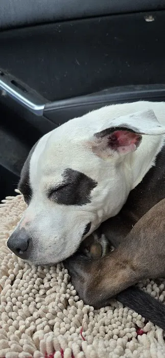 Lawrenceburg Animal Hospital Picture 2