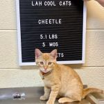 Lawrenceburg Animal Hospital