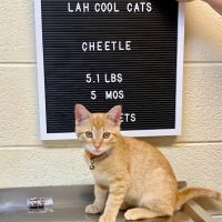 Lawrenceburg Animal Hospital ico