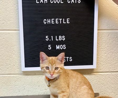 Lawrenceburg Animal Hospital