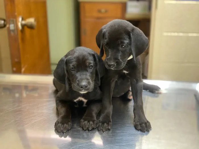 Lawrenceburg Animal Hospital Picture 7