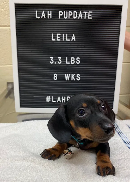 Lawrenceburg Animal Hospital Picture 9