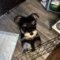 Laurel Hill Veterinary Clinic ico