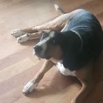 Animal Clinic of Smithville