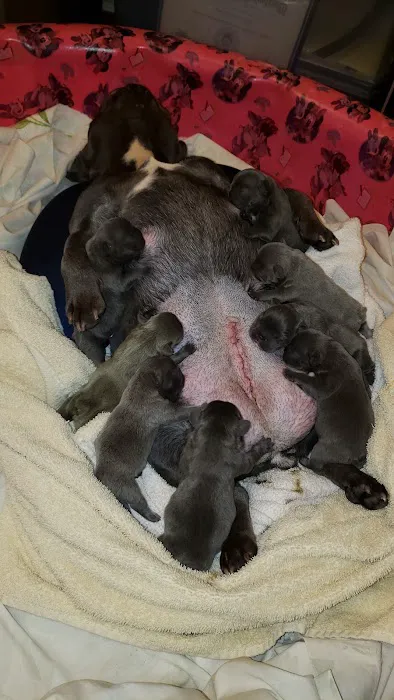 Animal Clinic of Smithville Picture 8