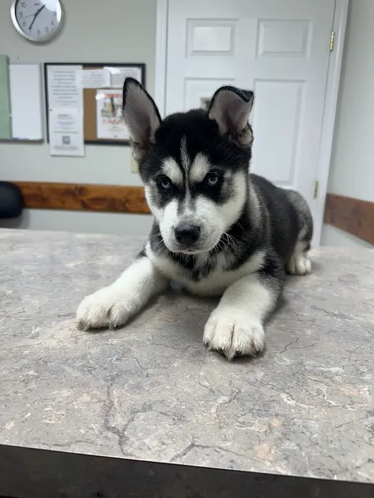 DeKalb Animal Clinic Picture 1