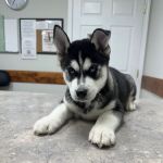 DeKalb Animal Clinic