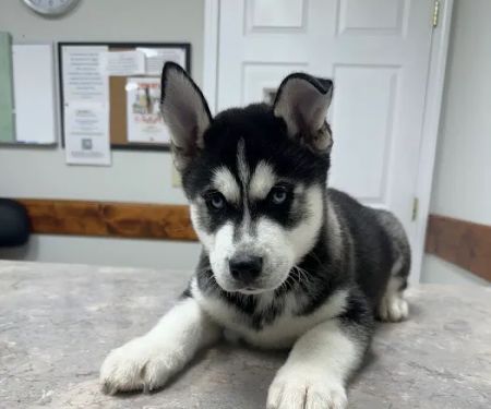 DeKalb Animal Clinic