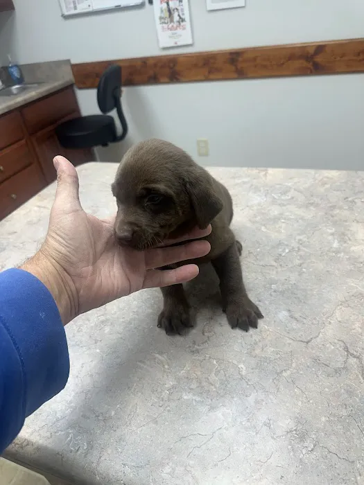 DeKalb Animal Clinic Picture 2