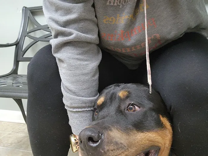DeKalb Animal Clinic Picture 4