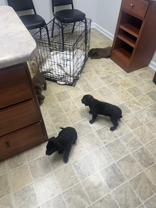 DeKalb Animal Clinic Picture 7