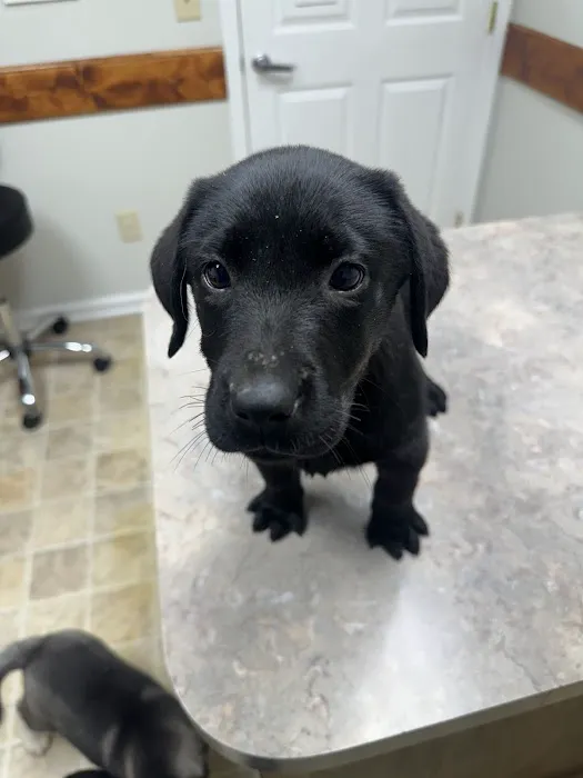 DeKalb Animal Clinic Picture 3