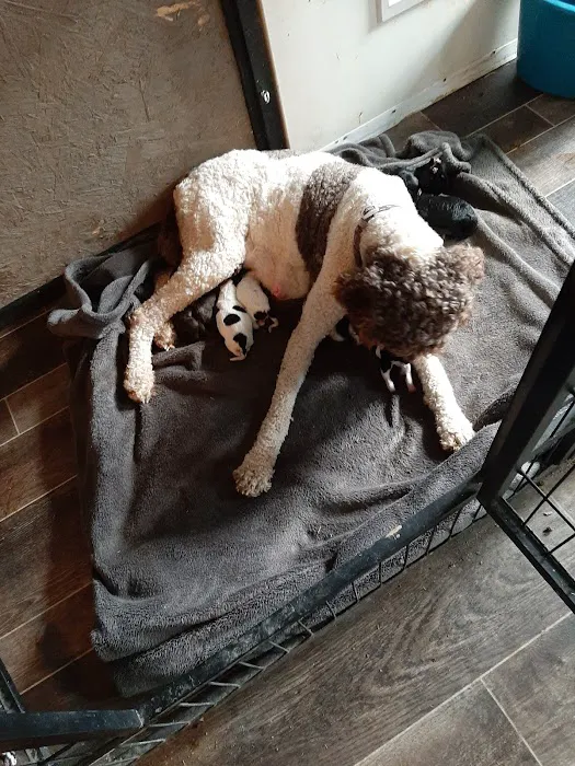 DeKalb Animal Clinic Picture 5