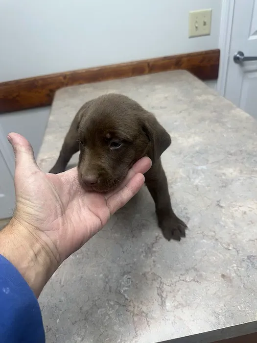 DeKalb Animal Clinic Picture 9