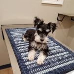 Bluegrass Veterinary Clinic, LLC