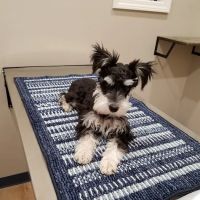Bluegrass Veterinary Clinic, LLC ico