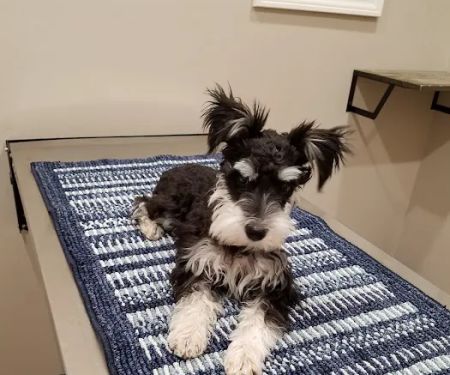 Bluegrass Veterinary Clinic, LLC