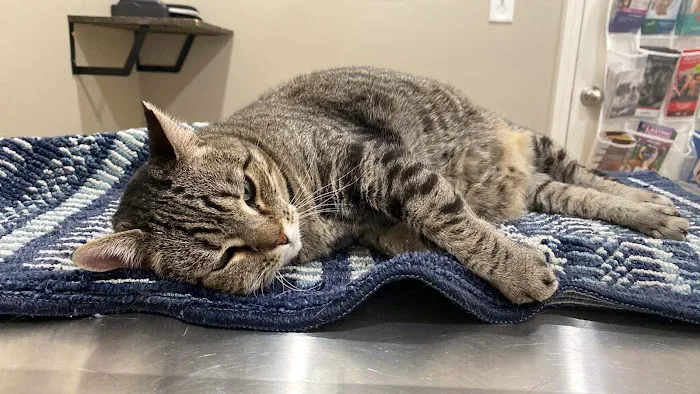 Bluegrass Veterinary Clinic, LLC Picture 8