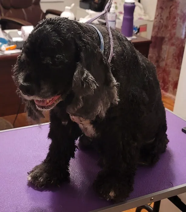 Sparta Veterinary Services LLC Picture 2