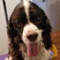 Sparta Veterinary Services LLC ico