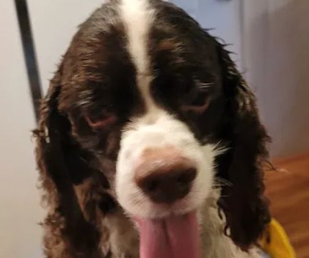 Sparta Veterinary Services LLC