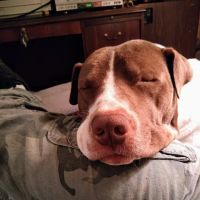 Lookout Valley Pet Hospital ico
