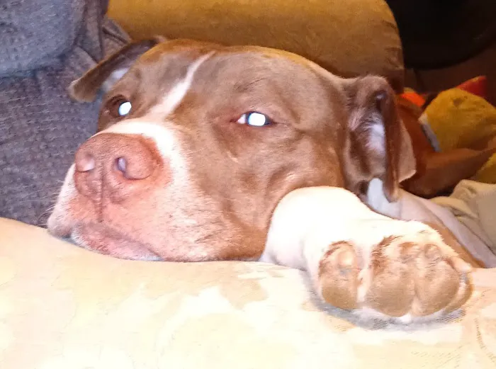 Lookout Valley Pet Hospital Picture 3