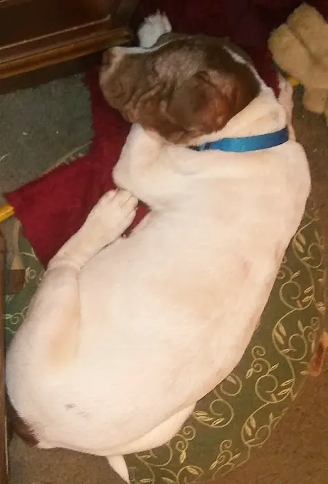 Lookout Valley Pet Hospital Picture 2