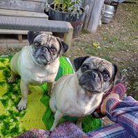 Mountain Hospital For Animals ico