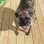 Signal Mountain Veterinary Clinic