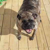 Signal Mountain Veterinary Clinic ico